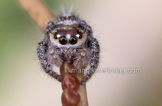 Jumping Spider
